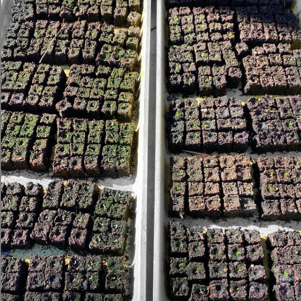 cinnamon sticks boiled in water helps reduce algae in seedlings