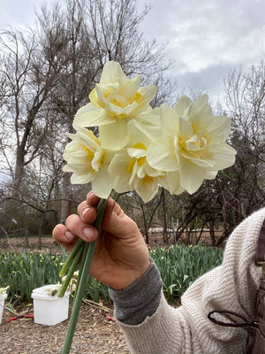 Daffodil bulbs (farm pickup ONLY)