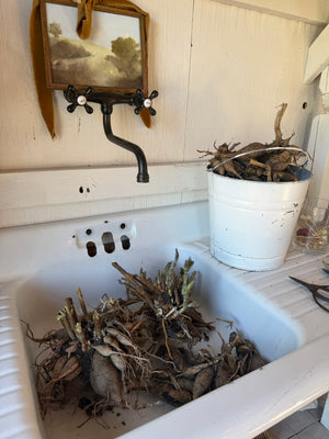 Immersive Regenerative Gardening Retreat!