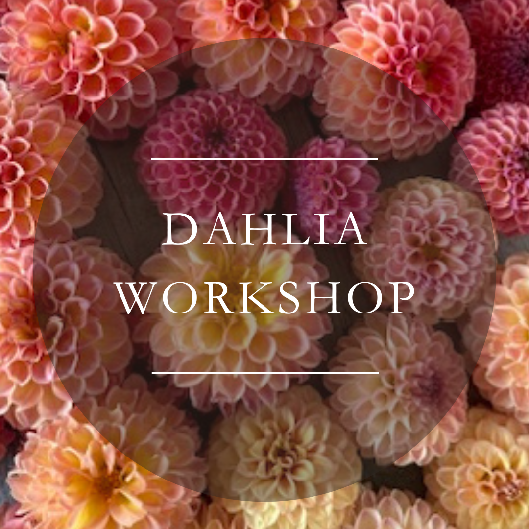 Mother's Day Dahlia Celebration!