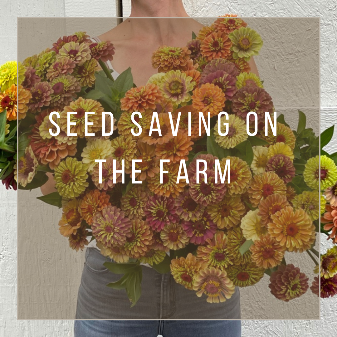 Seed Saving on the Farm workshop